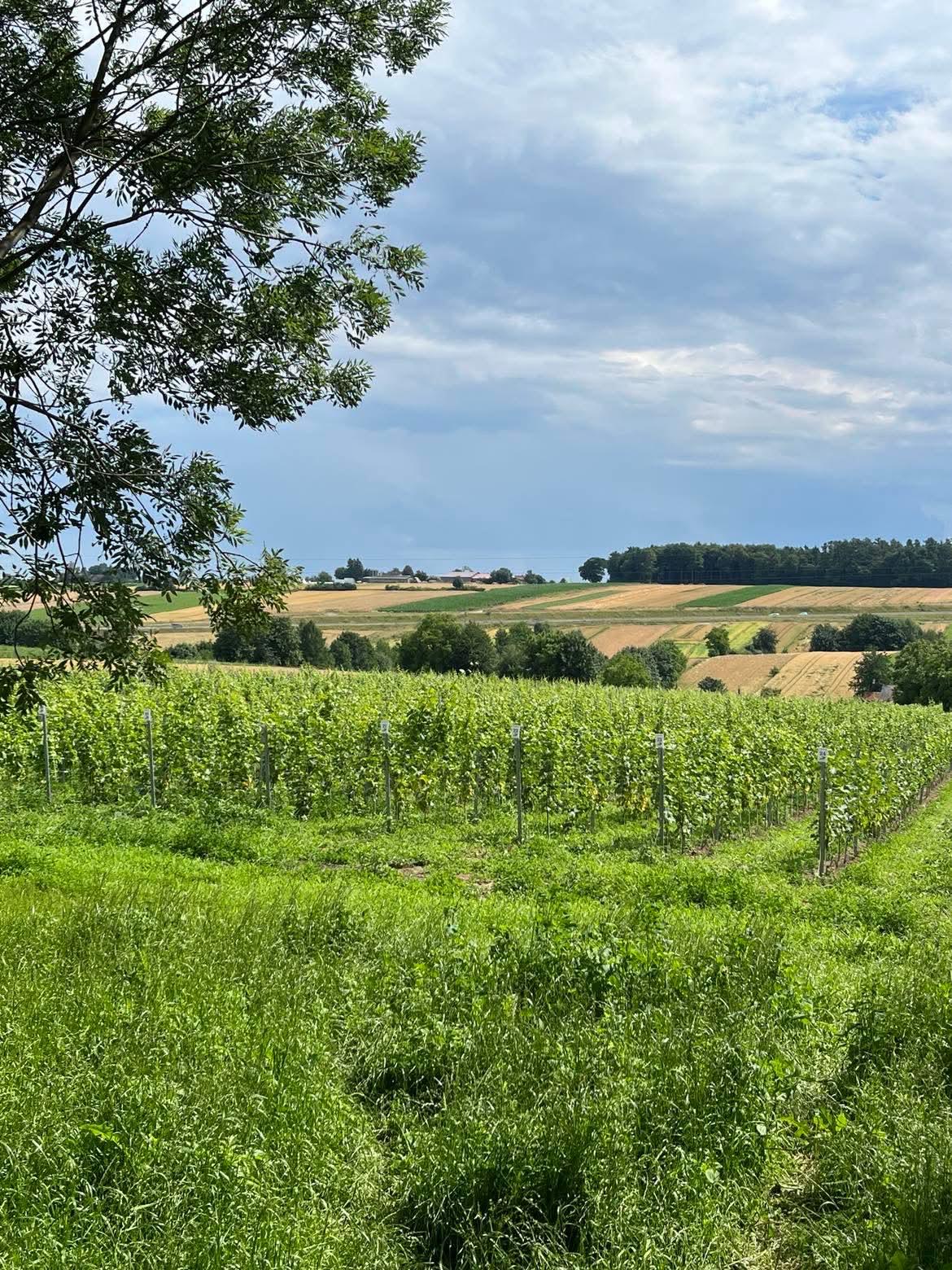 Winnica Izabela niedaleko Zaczarowanej Furmanki